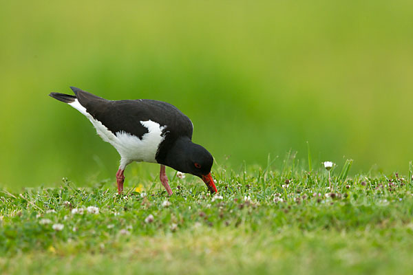 Austernfischer (Haematopus ostralegus)