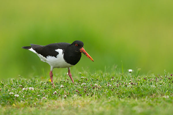 Austernfischer (Haematopus ostralegus)