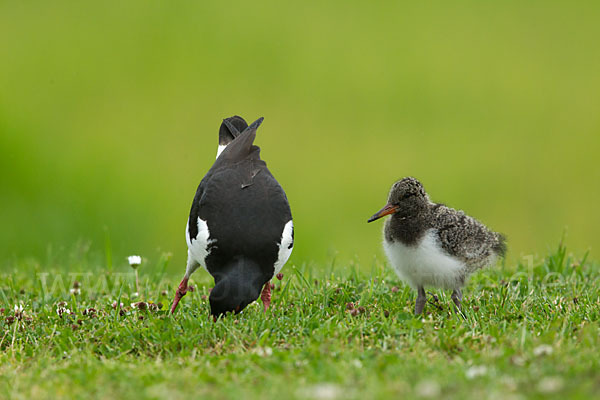 Austernfischer (Haematopus ostralegus)