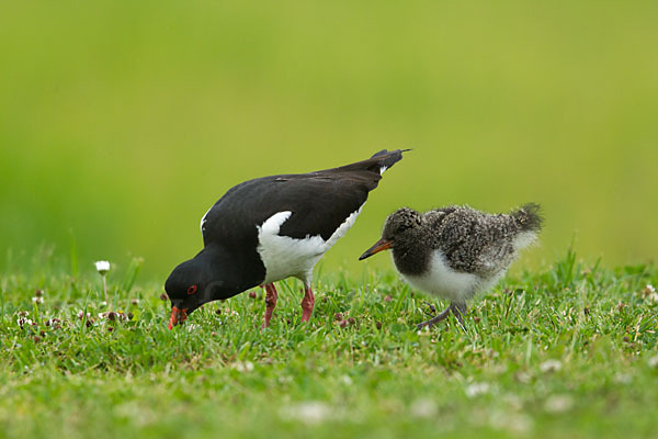 Austernfischer (Haematopus ostralegus)