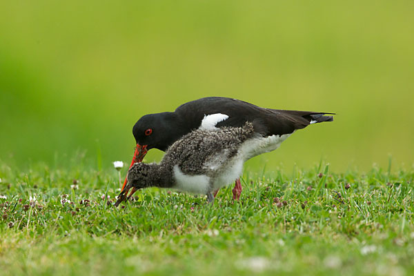 Austernfischer (Haematopus ostralegus)