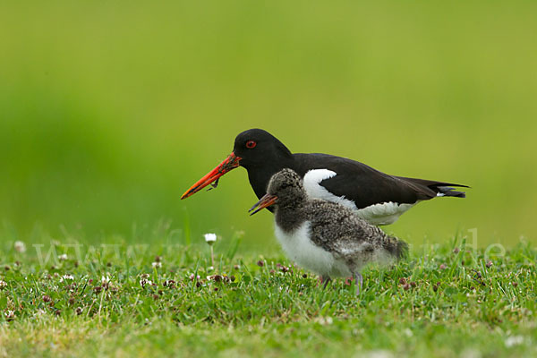 Austernfischer (Haematopus ostralegus)