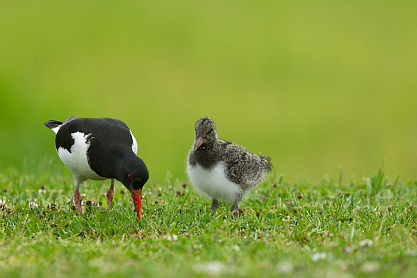 Austernfischer (Haematopus ostralegus)