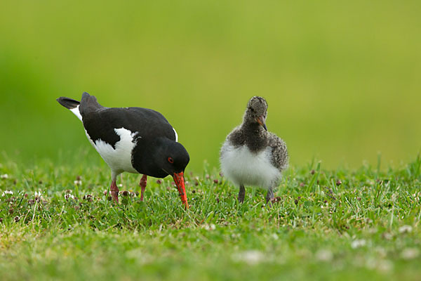 Austernfischer (Haematopus ostralegus)