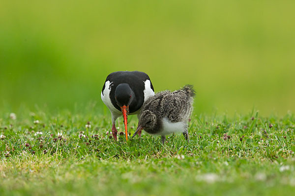 Austernfischer (Haematopus ostralegus)