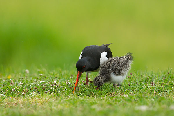 Austernfischer (Haematopus ostralegus)