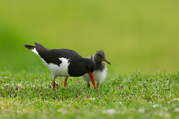 Austernfischer (Haematopus ostralegus)