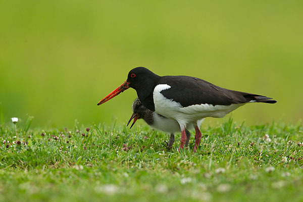 Austernfischer (Haematopus ostralegus)