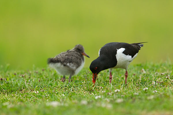 Austernfischer (Haematopus ostralegus)