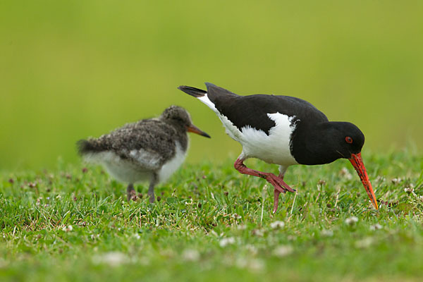 Austernfischer (Haematopus ostralegus)