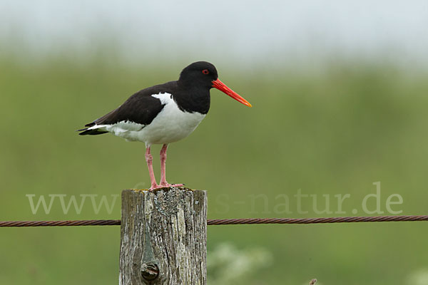 Austernfischer (Haematopus ostralegus)