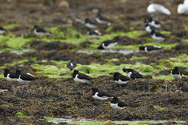 Austernfischer (Haematopus ostralegus)