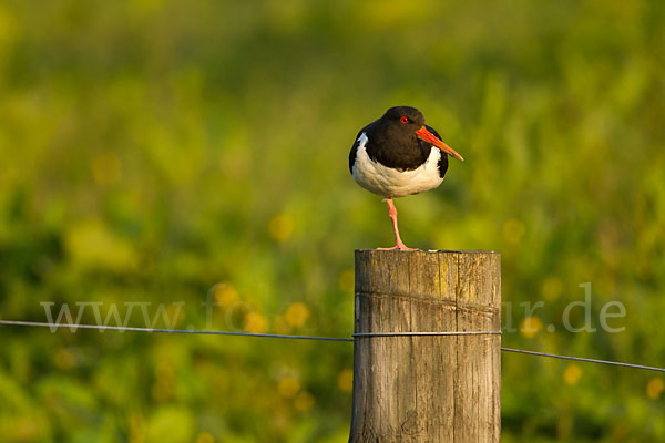 Austernfischer (Haematopus ostralegus)