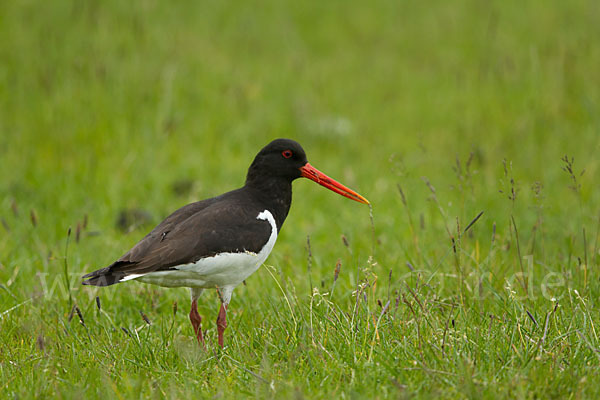 Austernfischer (Haematopus ostralegus)