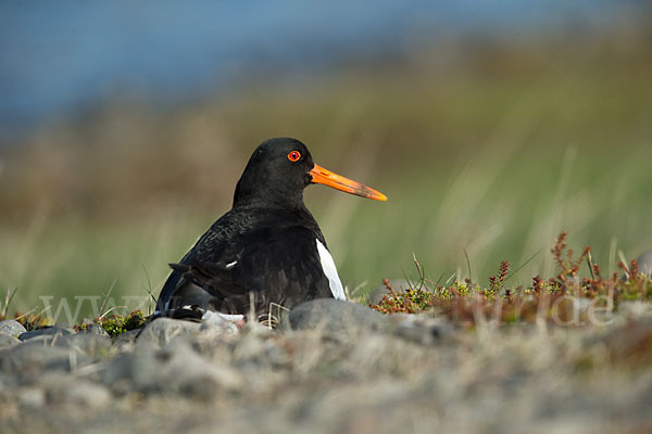 Austernfischer (Haematopus ostralegus)