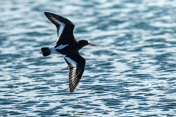 Austernfischer (Haematopus ostralegus)