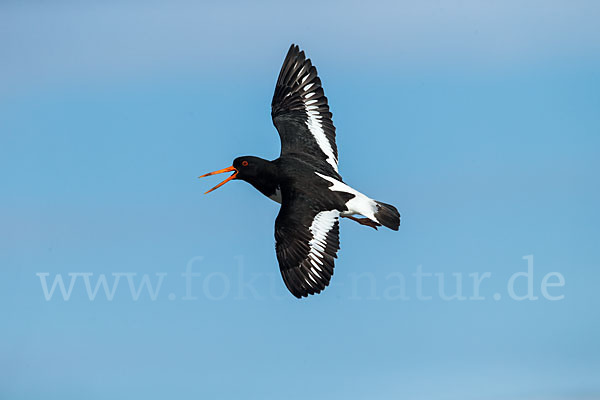 Austernfischer (Haematopus ostralegus)