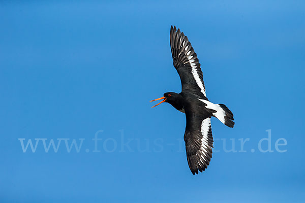 Austernfischer (Haematopus ostralegus)