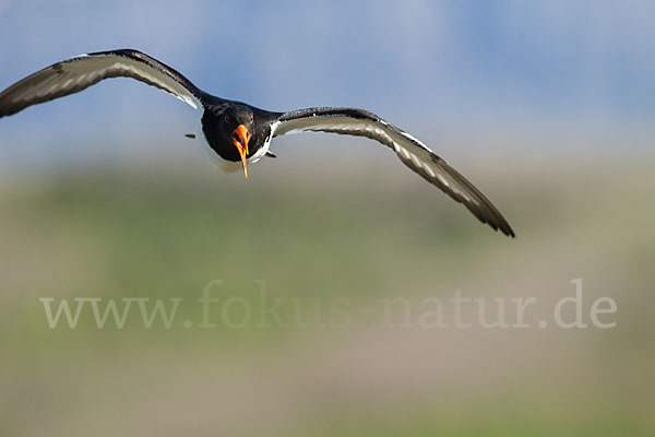 Austernfischer (Haematopus ostralegus)