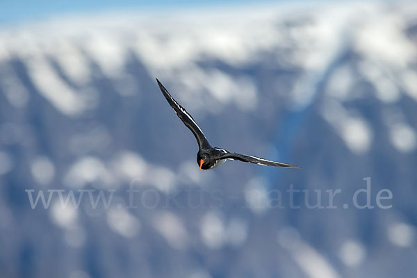 Austernfischer (Haematopus ostralegus)