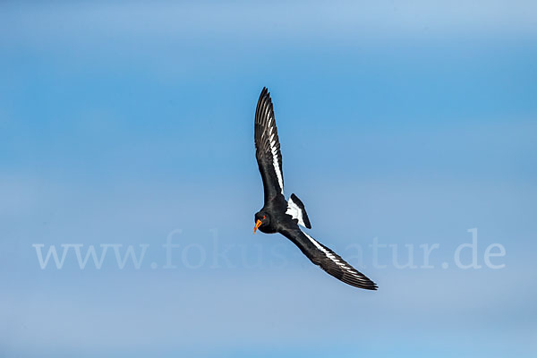 Austernfischer (Haematopus ostralegus)