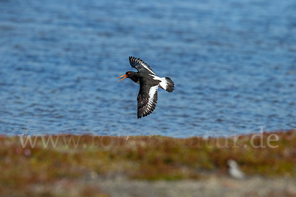 Austernfischer (Haematopus ostralegus)