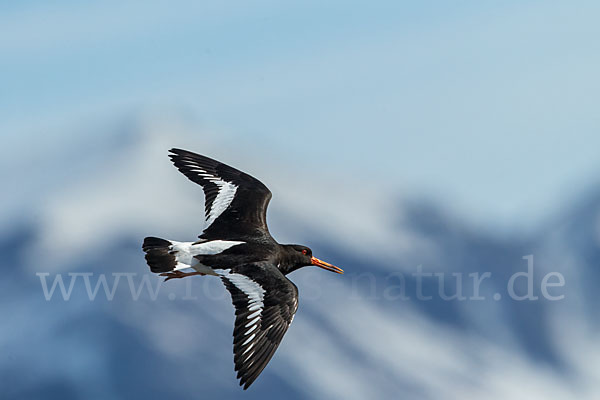 Austernfischer (Haematopus ostralegus)