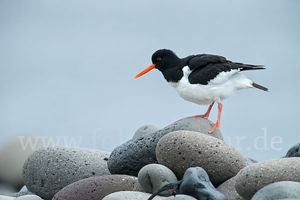 Austernfischer (Haematopus ostralegus)