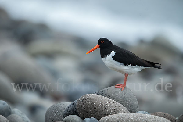 Austernfischer (Haematopus ostralegus)