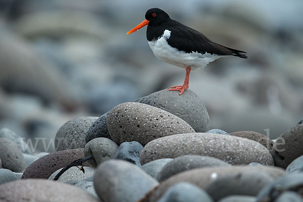 Austernfischer (Haematopus ostralegus)