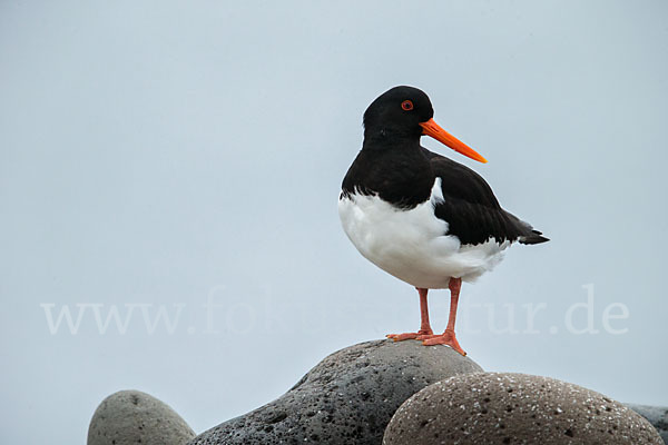 Austernfischer (Haematopus ostralegus)