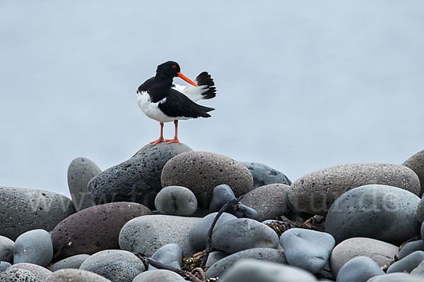 Austernfischer (Haematopus ostralegus)