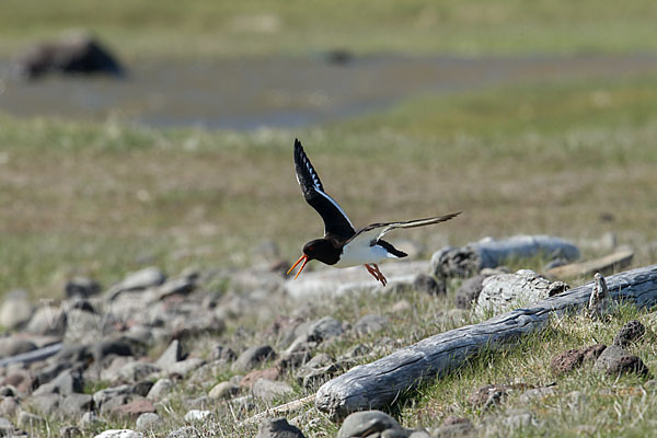 Austernfischer (Haematopus ostralegus)