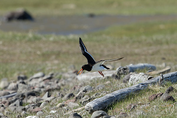 Austernfischer (Haematopus ostralegus)