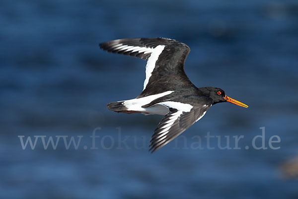 Austernfischer (Haematopus ostralegus)