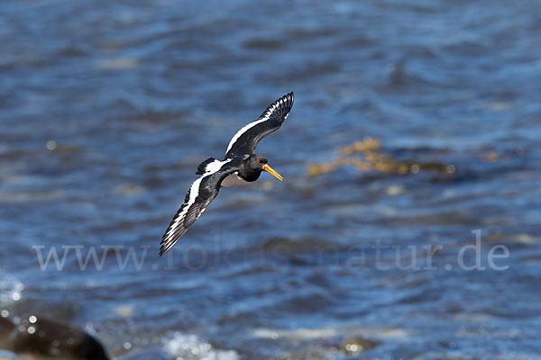 Austernfischer (Haematopus ostralegus)