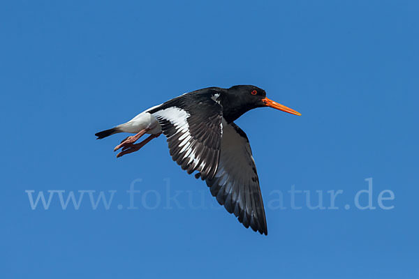 Austernfischer (Haematopus ostralegus)