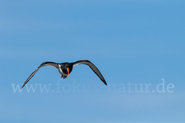 Austernfischer (Haematopus ostralegus)