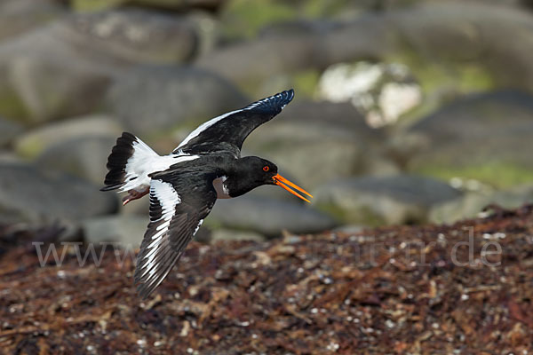 Austernfischer (Haematopus ostralegus)