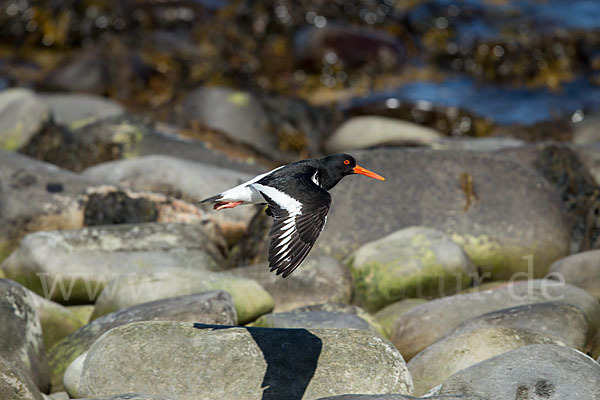 Austernfischer (Haematopus ostralegus)