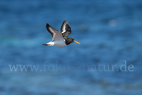 Austernfischer (Haematopus ostralegus)