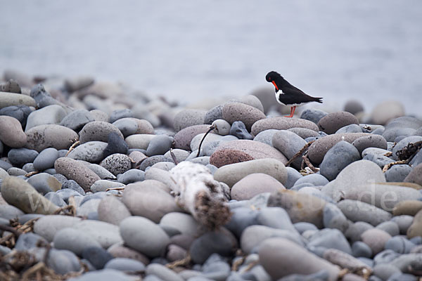 Austernfischer (Haematopus ostralegus)