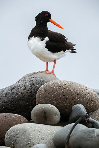 Austernfischer (Haematopus ostralegus)