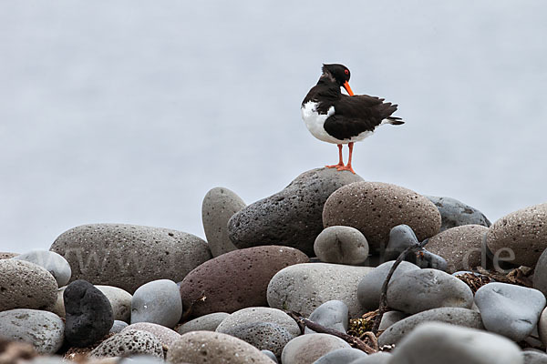 Austernfischer (Haematopus ostralegus)