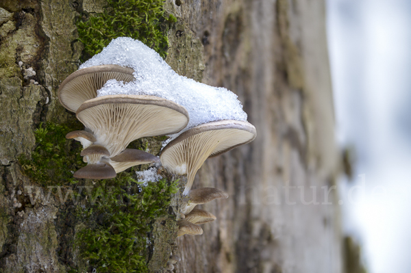 Austernseitling (Pleurotus ostreatus)