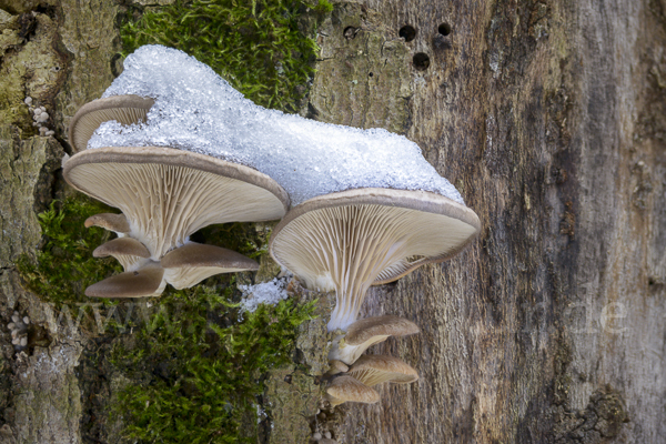 Austernseitling (Pleurotus ostreatus)