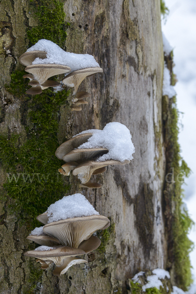 Austernseitling (Pleurotus ostreatus)