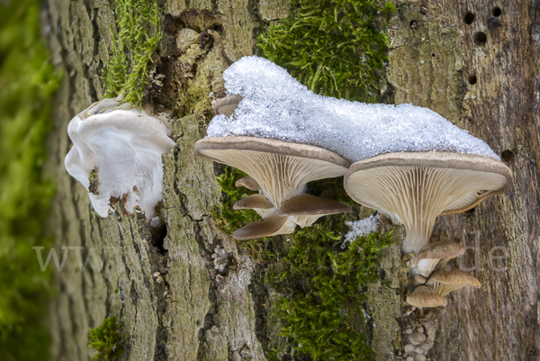 Austernseitling (Pleurotus ostreatus)