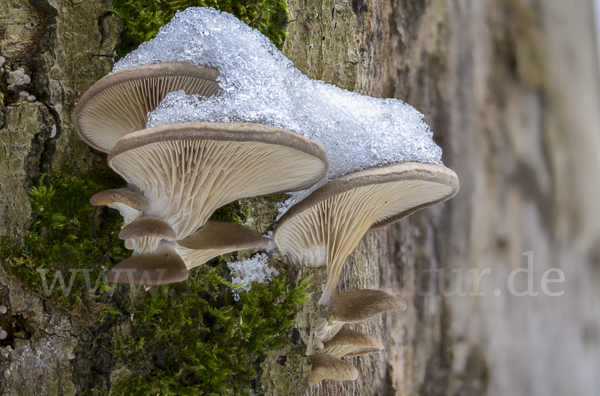 Austernseitling (Pleurotus ostreatus)