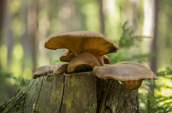 Austernseitling (Pleurotus ostreatus)